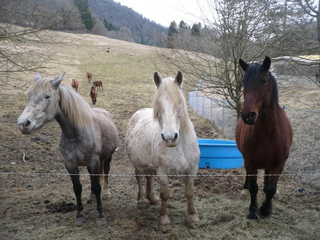 Hotel Bon Accueil Oyonnax Exteriör bild